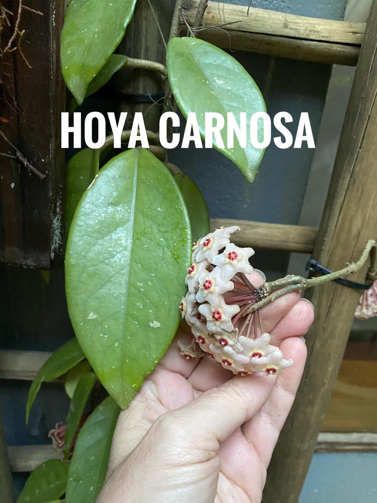 Hoya Carnosa - The Deli