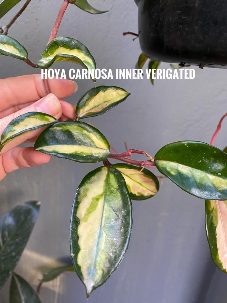 Hoya Carnosa Inner Verigated - The Deli