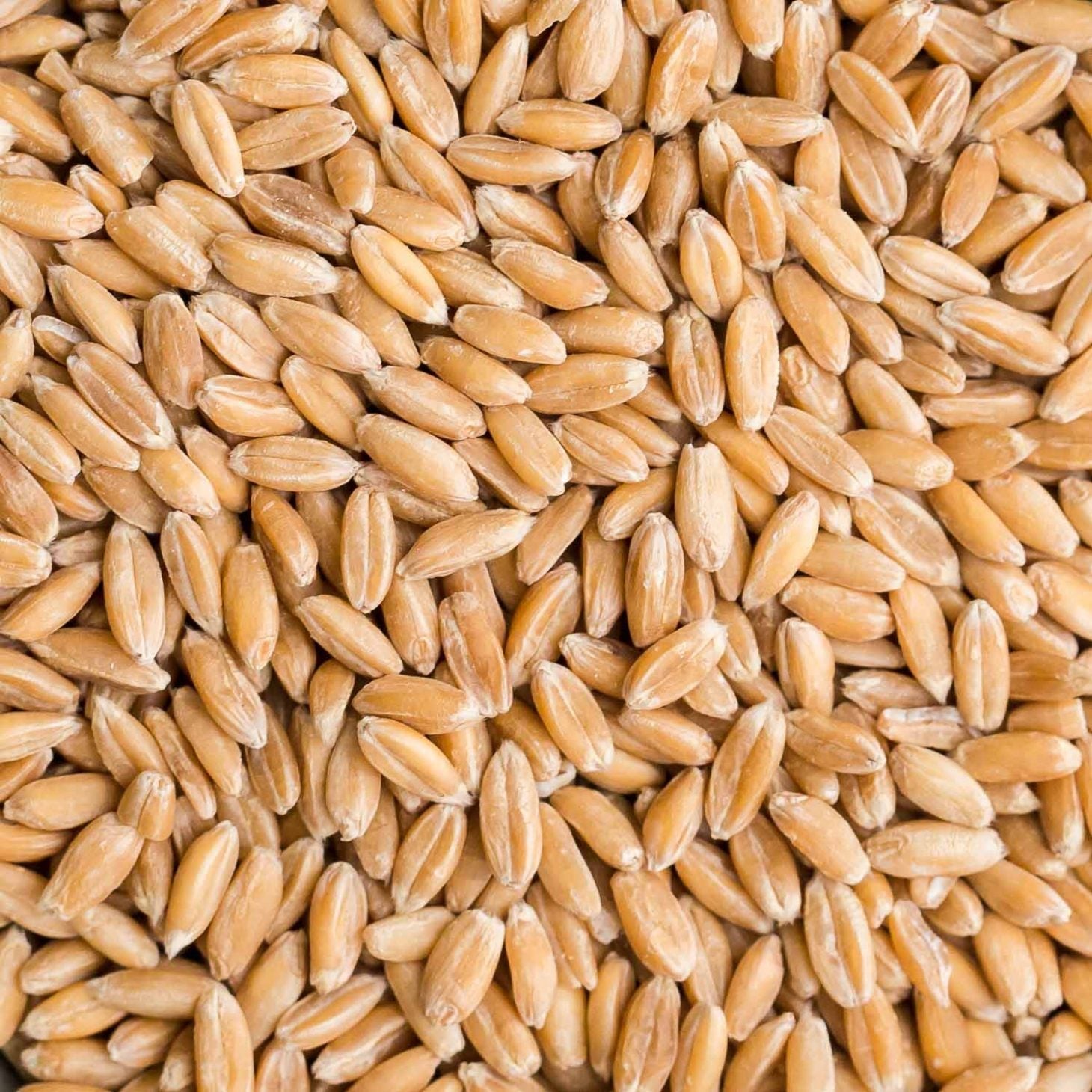 Spelt Grain (500g) - The Deli