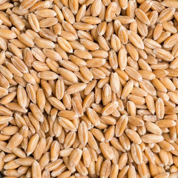 Spelt Grain (500g) - The Deli