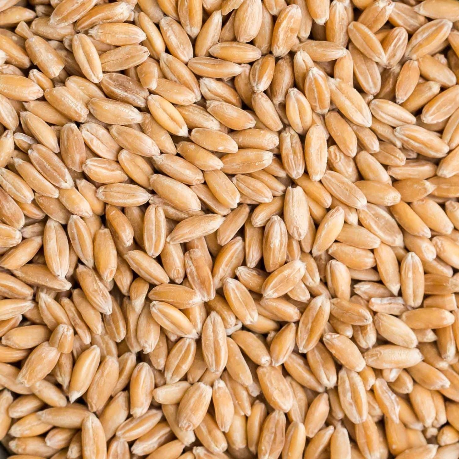 Spelt Grain (1kg) - The Deli